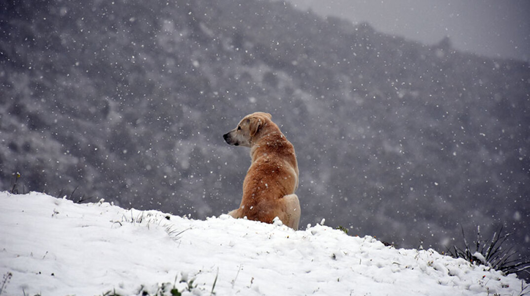 Σκύλος στα χιόνια