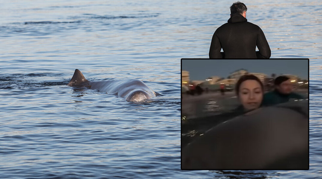 Η φάλαινα ζιφιός βρίσκεται στη Σαλαμίνα μετά τον Άλιμο - Η εθελόντρια που τραγούδησε στο κήτος (ένθετη)