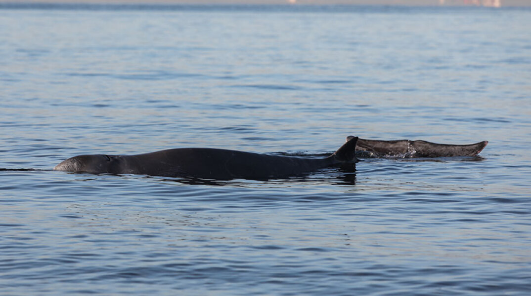 Η φάλαινα ζιφιός στον Άλιμο - Ο «Σωτήρης» έφθασε στη Σαλαμίνα