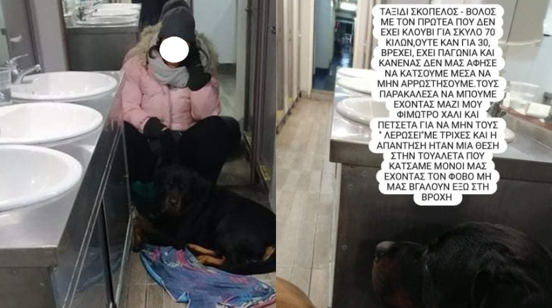 Απίστευτο: Ταξίδεψε από την Σκόπελο στο Βόλο σε τουαλέτα πλοίου επειδή είχε... σκύλο - Τι συνέβη