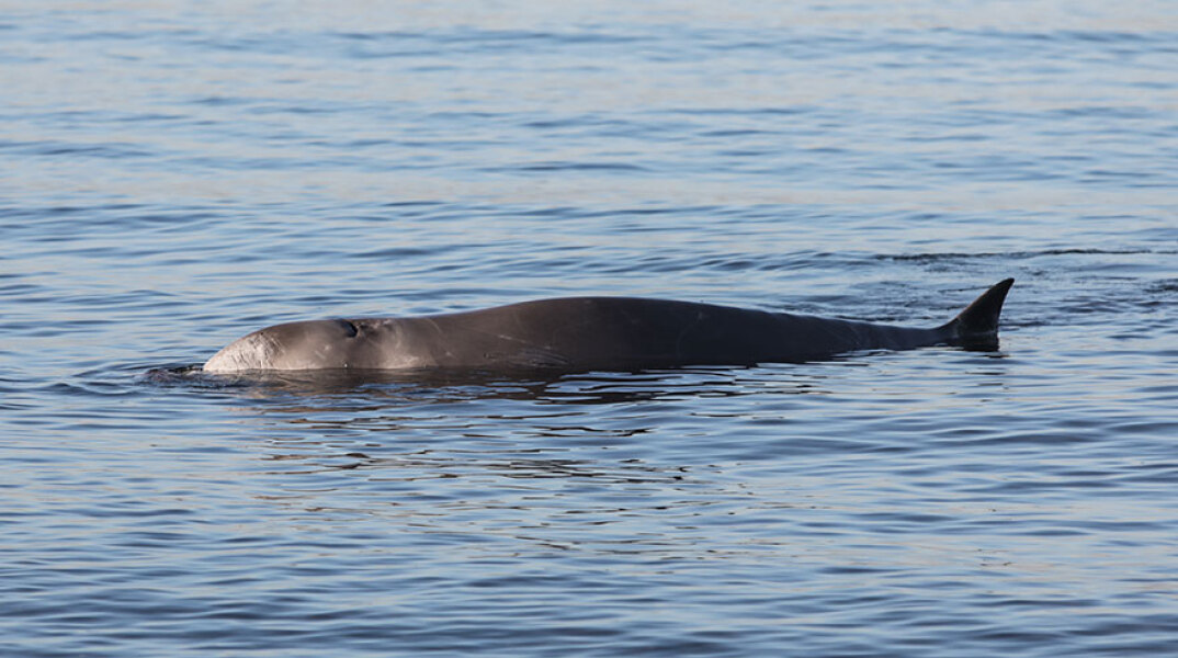 Η φάλαινα ζιφιός που εγκλωβίστηκε στον Άλιμο, βρέθηκε νεκρή στη Σαλαμίνα
