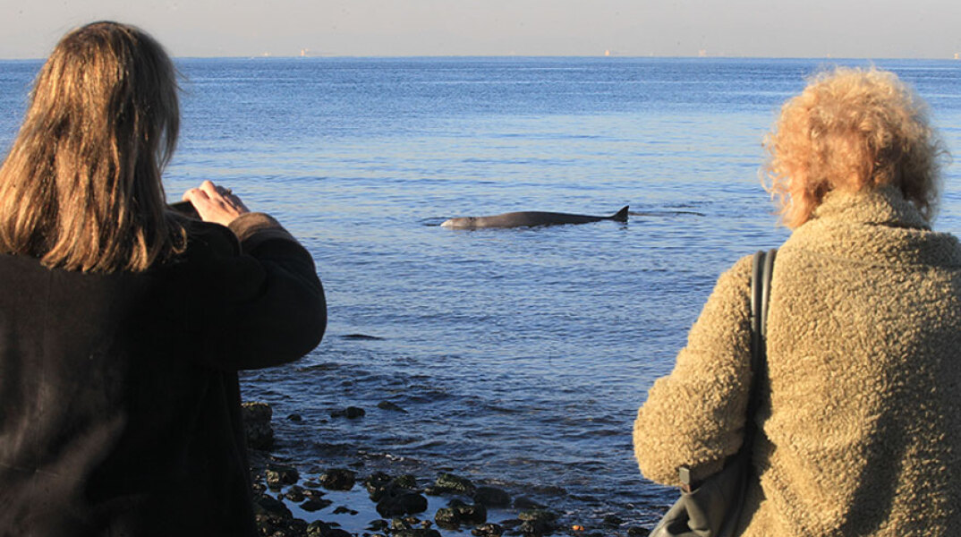 Η φάλαινα ζιφιός που βρέθηκε νεκρή στη Σαλαμίνα, είχε εγκλωβιστεί στον Άλιμο