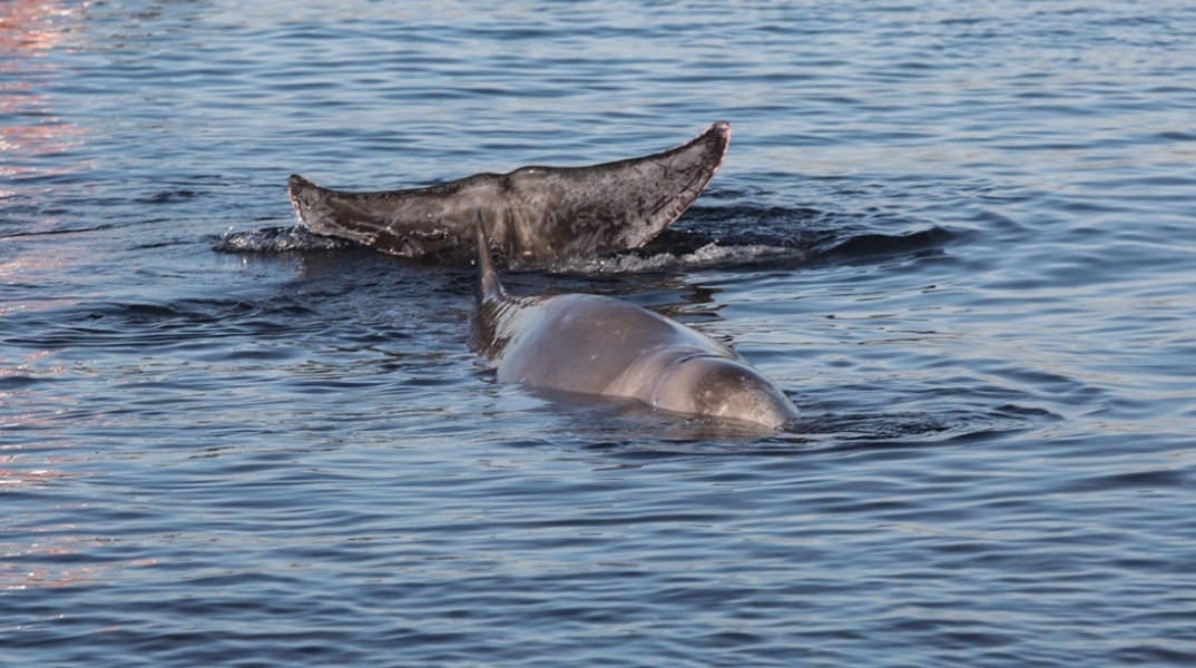 Φάλαινα ζιφιός: Στιγμιότυπο από τον νεαρό «Σωτήρη» στον Άλιμο