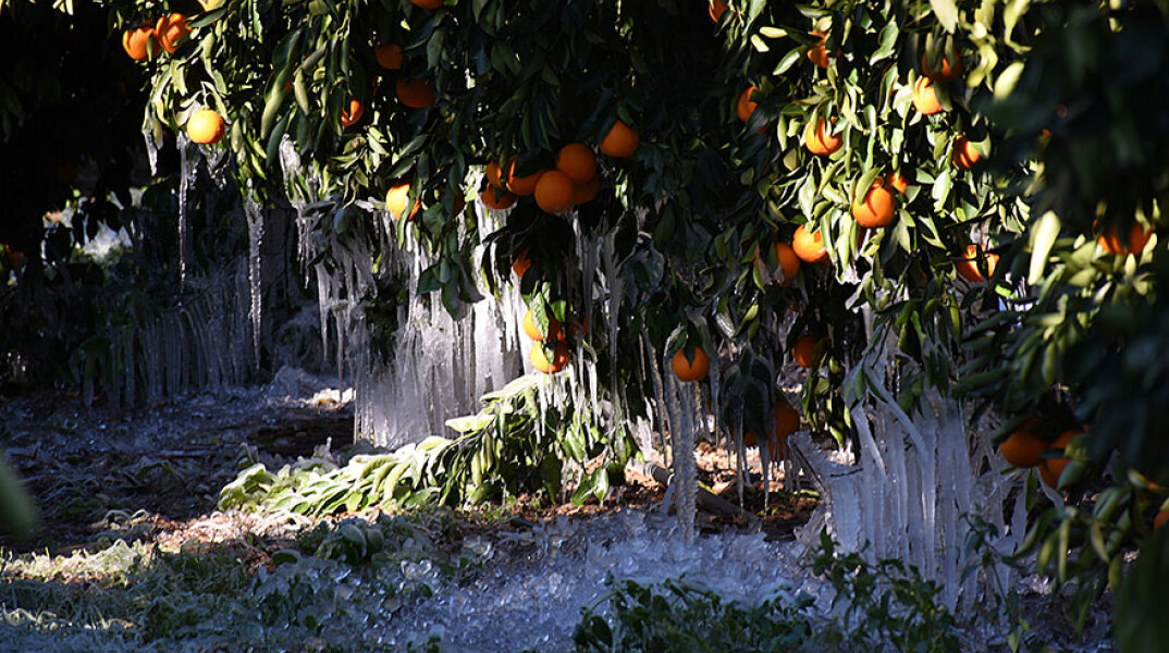 Παγετός σε χωράφι με πορτοκαλιές