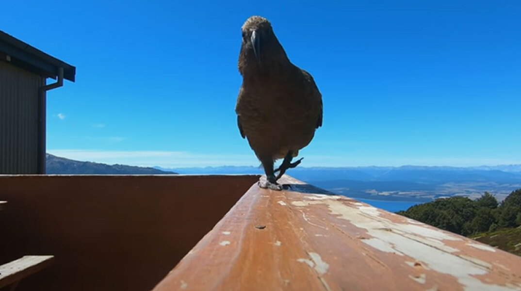 Ο παπαγάλος στη Νέα Ζηλανδία ετοιμάζεται να αρπάξει την GoPro