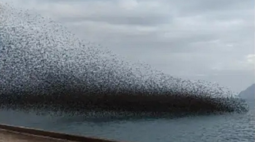 Σμήνος από ψαρόνια «μαύρισαν» τον ουρανό στο Ρίο 