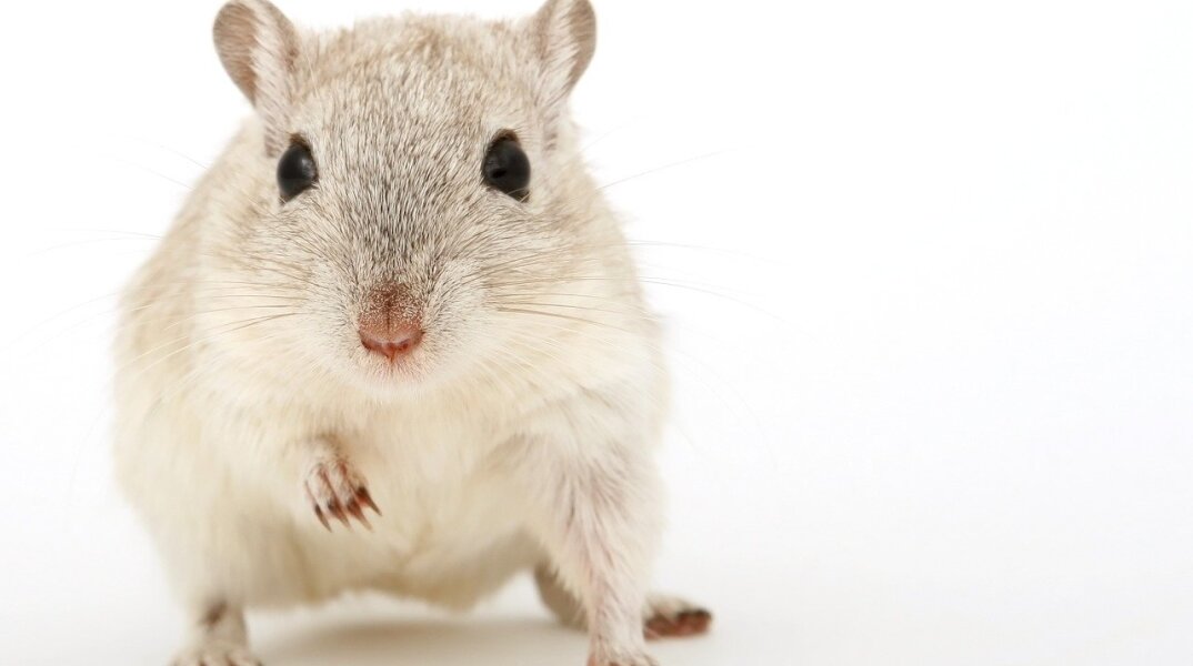 Ελβετία: Οι Ελβετοί ψηφίζουν την Κυριακή για το εάν η χώρα τους θα γίνει η πρώτη στον κόσμο που θα απαγορεύσει τις ιατρικές δοκιμές σε ζώα	