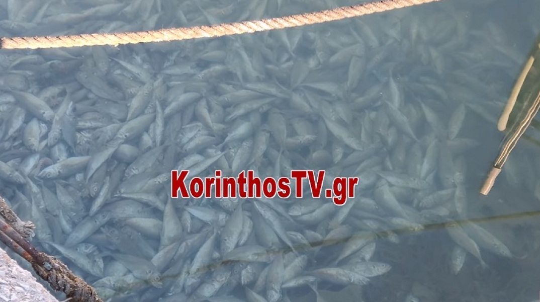 Γέμισε νεκρά ψάρια η Κόρινθος