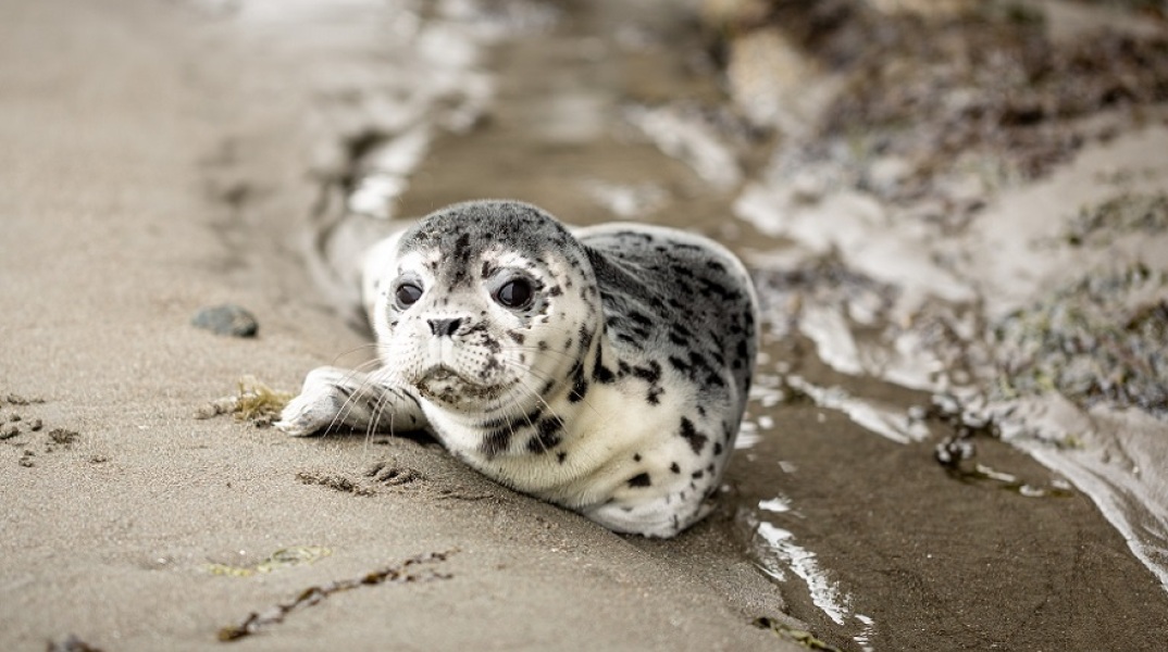 Φώκια βγήκε σε παραλία της Εύβοιας να ξεκουραστεί 
