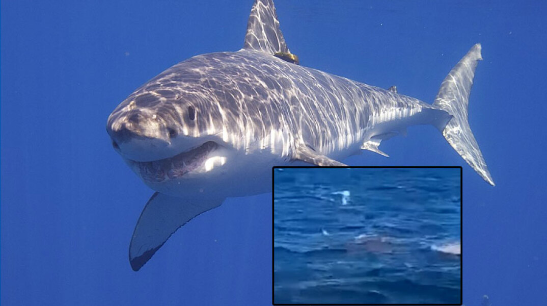 Λευκός καρχαρίας επιτέθηκε και σκότωσε λουόμενο στο Σίδνεϊ μπροστά στην κάμερα