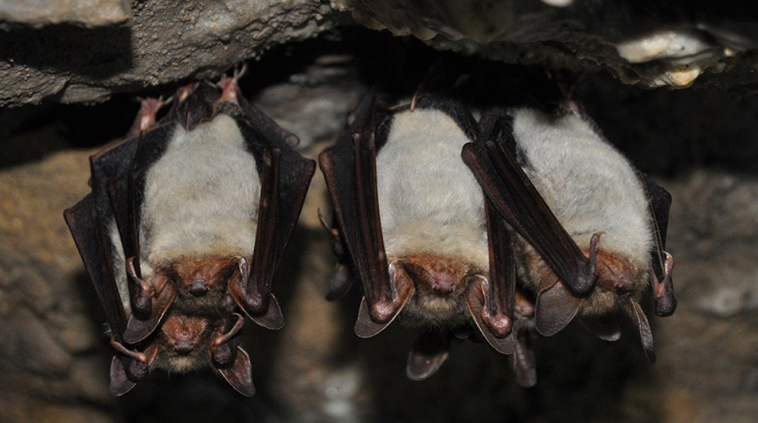 Κορωνοϊοί παρόμοιοι με τον SARS-CoV-2 σε νυχτερίδες στο Λάος