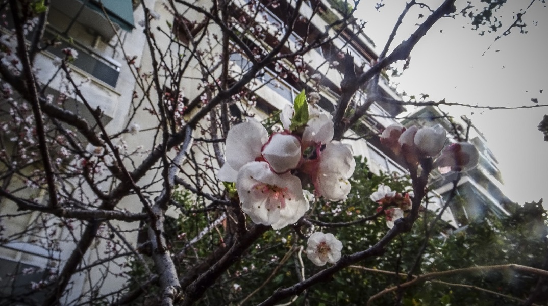 Ανθισμένη αμυγδαλιά σε δρόμο της Αθήνας