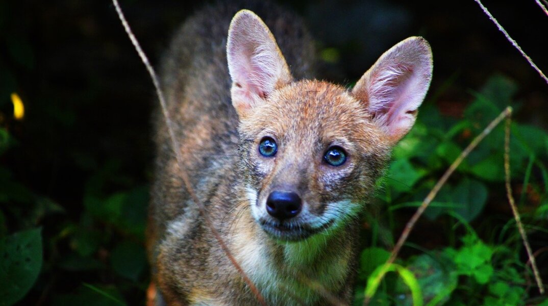 Θεσσαλονίκη: Μικρό τραυματισμένο τσακάλι «τρύπωσε» μέσα σε βιβλιοπωλείο