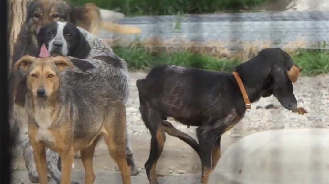 Σπάρτη: Εικόνες που σοκάρουν στα κυνοκομεία του Δήμου