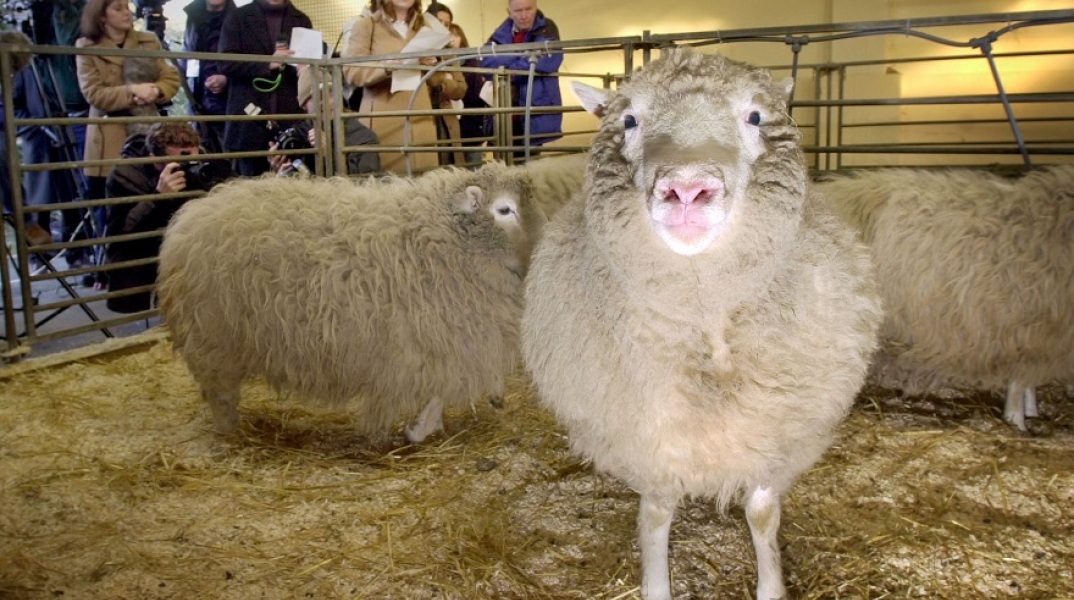 25 χρόνια από την κλωνοποίηση της Ντόλι 