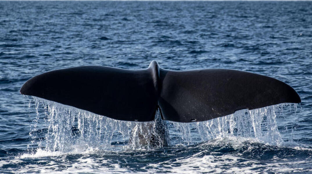 Φυσητήρας - Φάλαινα