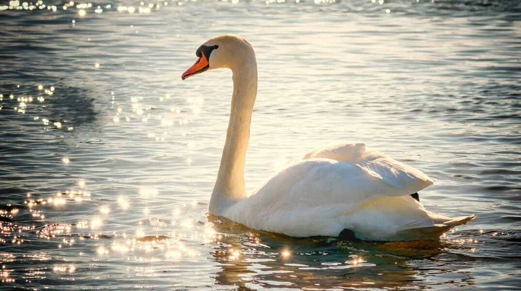Συγκινεί κύκνος στην Καστοριά που θρηνεί το ταίρι του