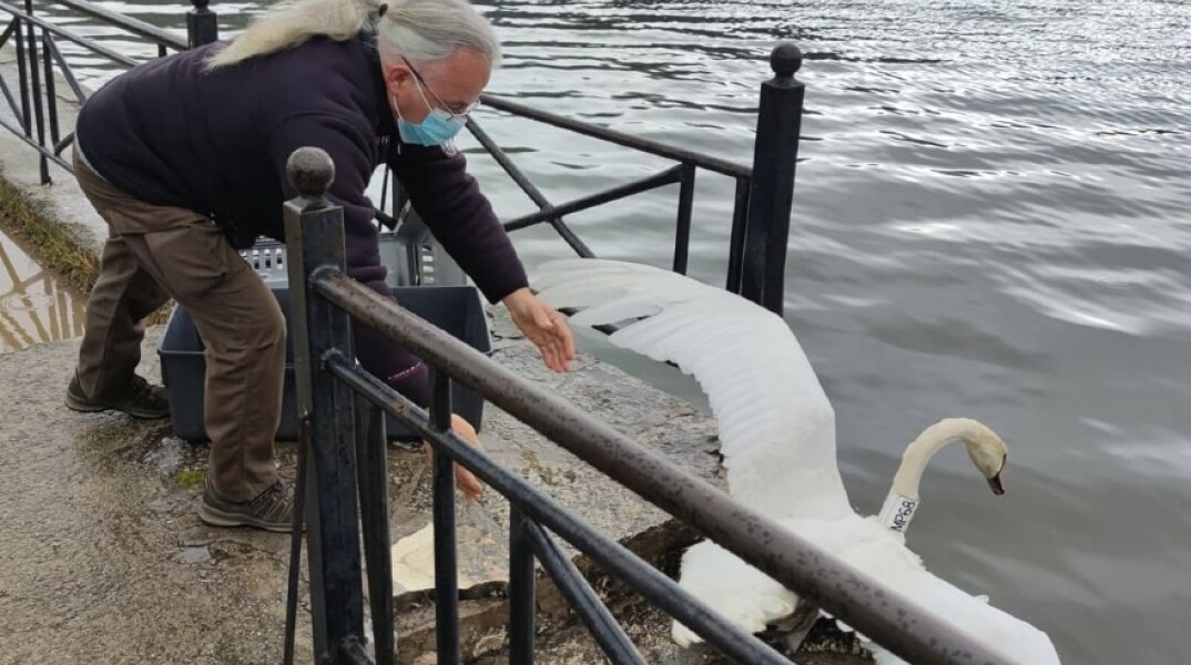 Κύκνος της Καστοριάς: Μεταφέρθηκε στην λίμνη Παμβώτιδα