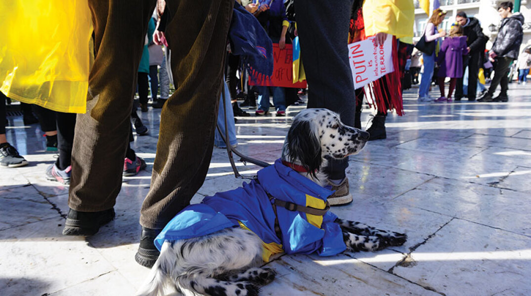 Σκυλί Δαλματίας στην συγκέντρωση κατά της ρωσικής εισβολής στην Ουκρανία