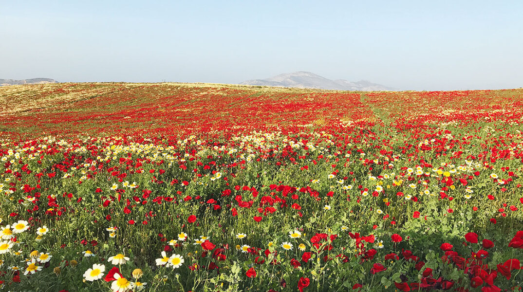 Φωτογραφία της Τώνιας Δραγούνη