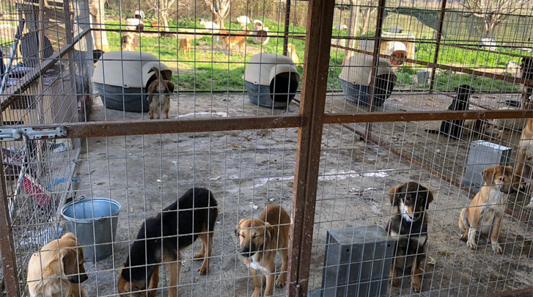 Αδέσποτα στο κυνοκομείο Σπάρτης