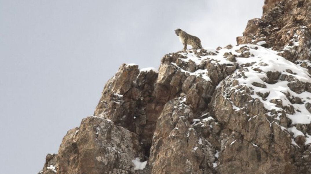 «Βελούδινη Βασίλισσα (The Velvet Queen)» των Μαρί Αμιγκέ και Βενσάν Μουνιέ