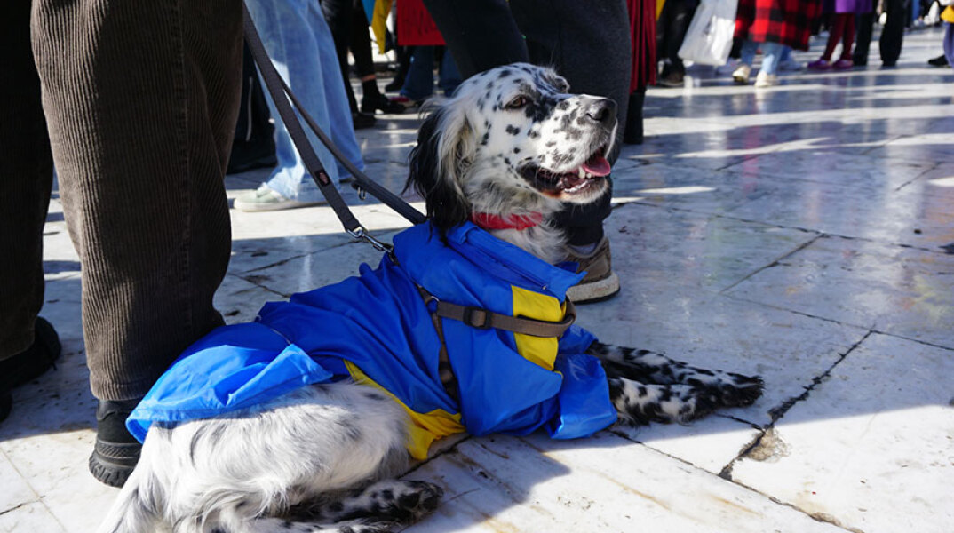 Σκύλος στη συγκέντρωση διαμαρτυρίας στο Σύνταγμα για τον πόλεμο στην Ουκρανία