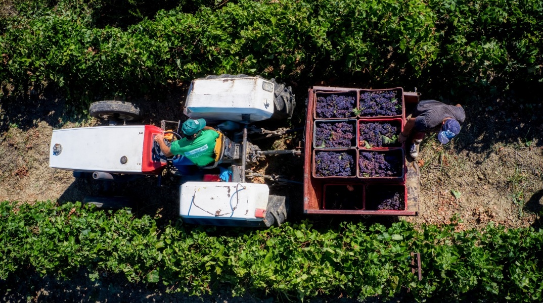 Αγρότες σε τρακτέρ κουβαλούν σταφίδες