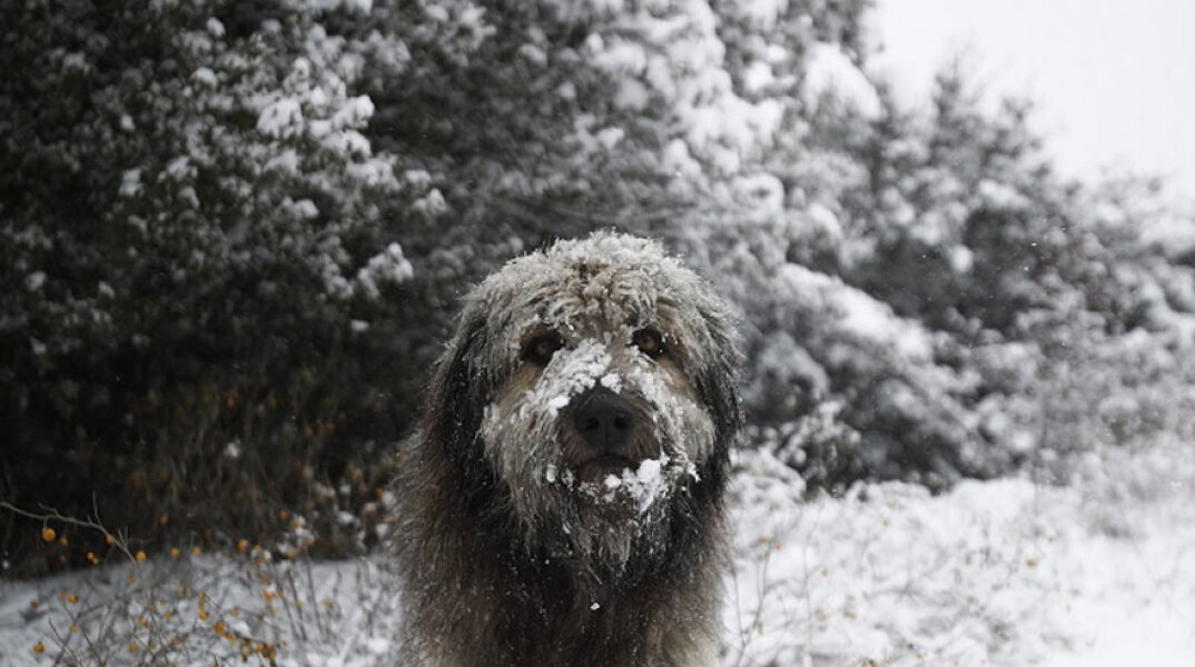 Σκύλος στο χιόνι