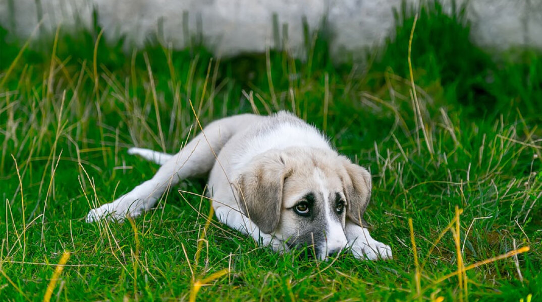 Η ΕΛΑΣ θα έχει πλέον συγκεκριμένο Τμήμα Προστασίας Ζώων