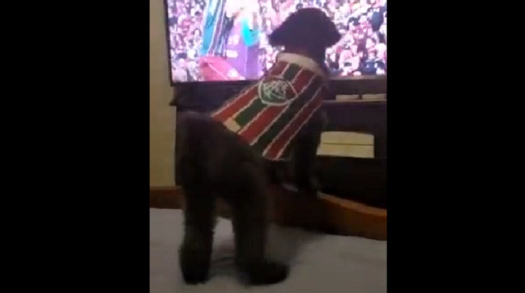 Σκύλος οπαδός της Φλουμινένσε πανηγύρισε γκολ κόντρα στην Φλαμένγκο και έγινε viral