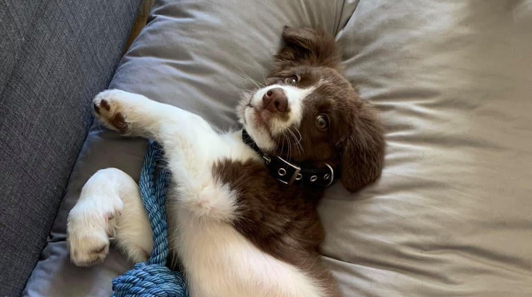 Η Ρόξυ, το κουταβάκι της Καρολάιν Κράουτς, που κρέμασε ο Μπάμπης Αναγνωστόπουλος σκηνοθετώντας τα περί ένοπλης ληστείας στο σπίτι στα Γλυκά Νερά