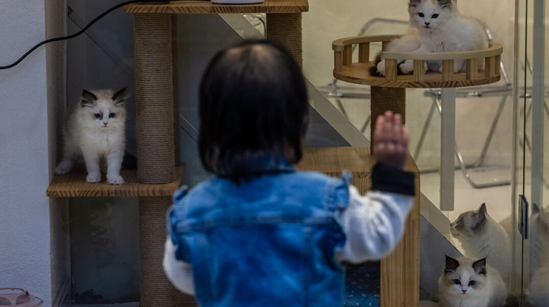 Στη Σαγκάη, με το lockdown σε ισχύ, σκύλοι και γάτες καταδικάζονται να πεθάνουν από τη δίψα και την πείνα