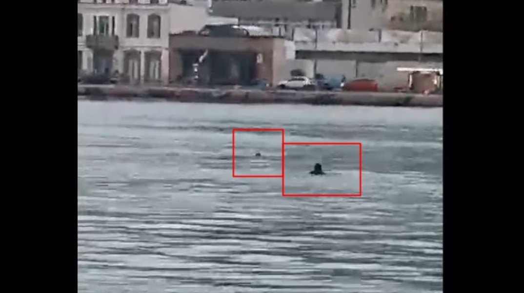 Χίος: Λιμενικός σώζει από πνιγμό σκυλάκι στο λιμάνι του νησιού