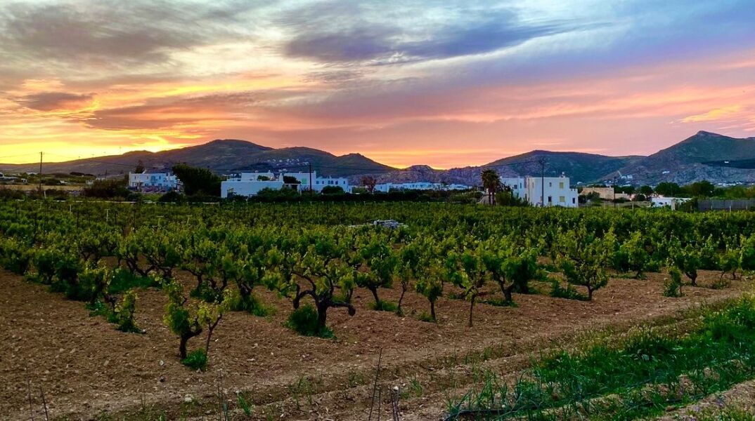 Οινοποιείο Moraitico: τα ωραία κρασιά της Πάρου