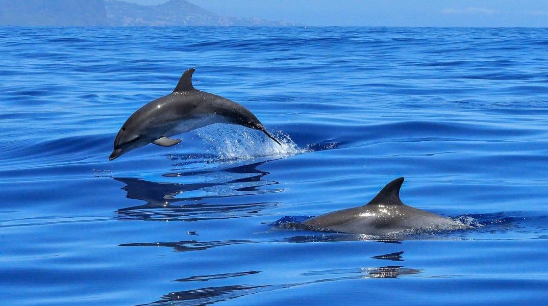 Δελφίνια κολυμπούν στη θάλασσα