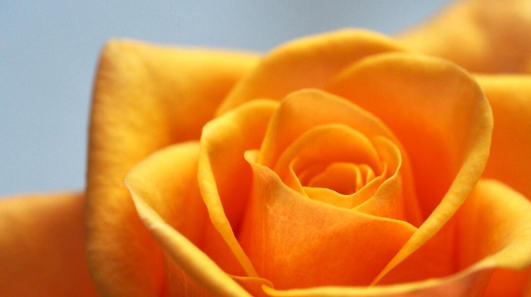 7 λουλούδια που ομορφαίνουν το μπαλκόνι και φέρνουν τύχη, ευημερία, καλή διάθεση.