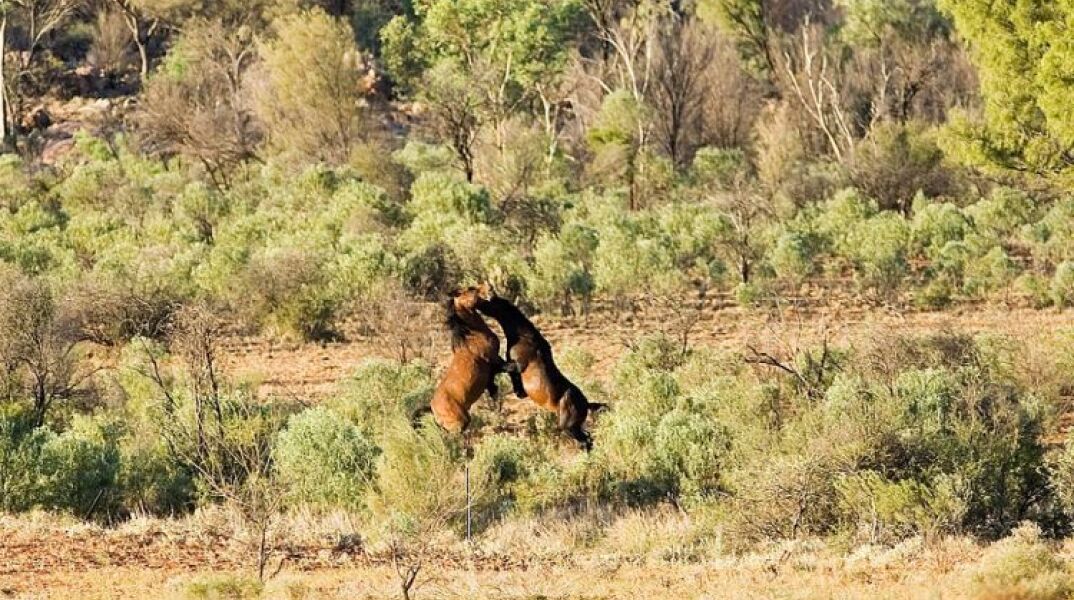 Γρεβενά: Ακυρώθηκε η δημοπρασία για τα 30 άγρια άλογα