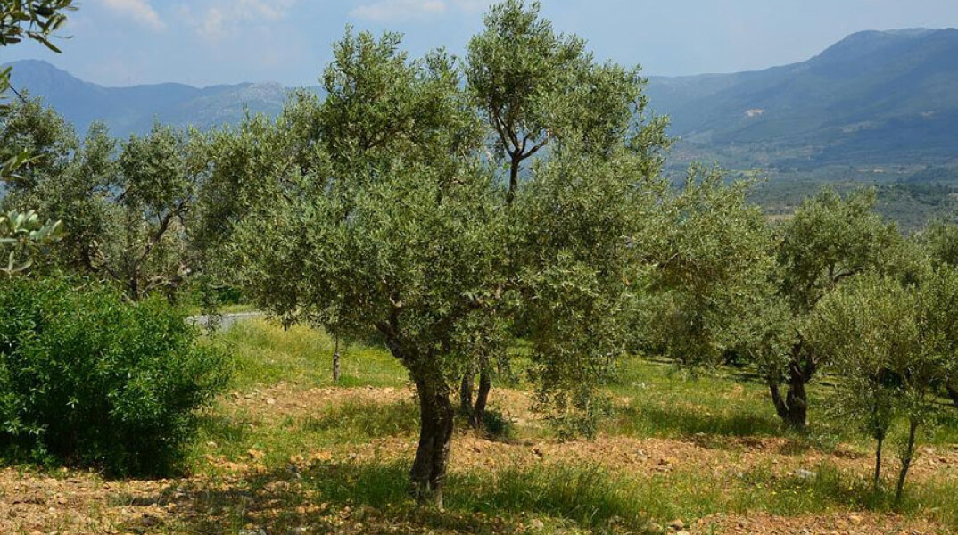 Απαγχονισμένος σε ελαιόδεντρο βρέθηκε άνδρας στην Κρήτη