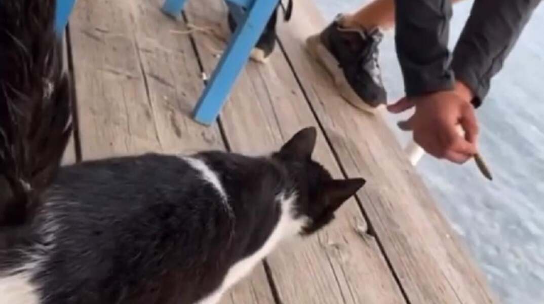 Στιγμιότυπο από βίντεο όπου ο άνδρας κλοτσά τη γάτα σε ψαροταβέρνα στην Αιδηψό
