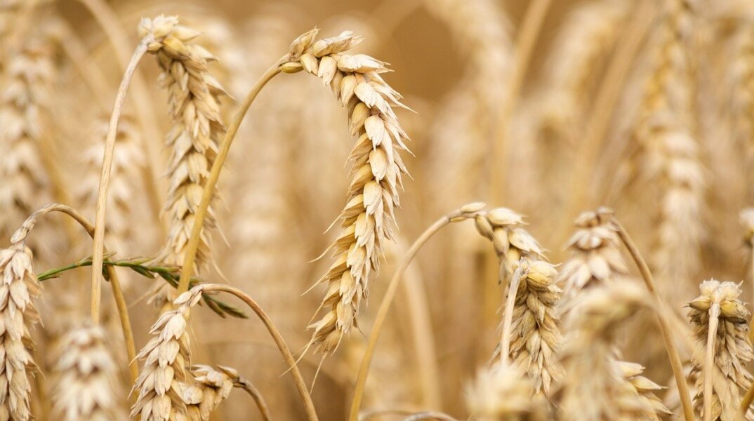 wheat-6536039_1280.jpg