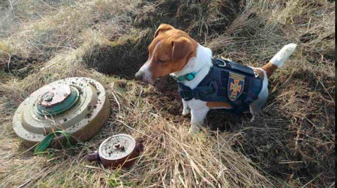 Το σκυλάκι Jack Russell που εντοπίζει νάρκες και βόμβες στην Ουκρανία