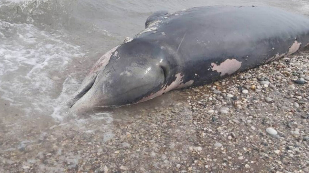 Νεκρός ζιφιός σε παραλία στη Ρόδο (ΦΩΤΟ ΑΡΧΕΙΟΥ)