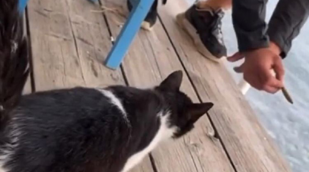 Στιγμιότυπο από βίντεο όπου ο άνδρας κλοτσά τη γάτα σε ψαροταβέρνα στην Αιδηψό