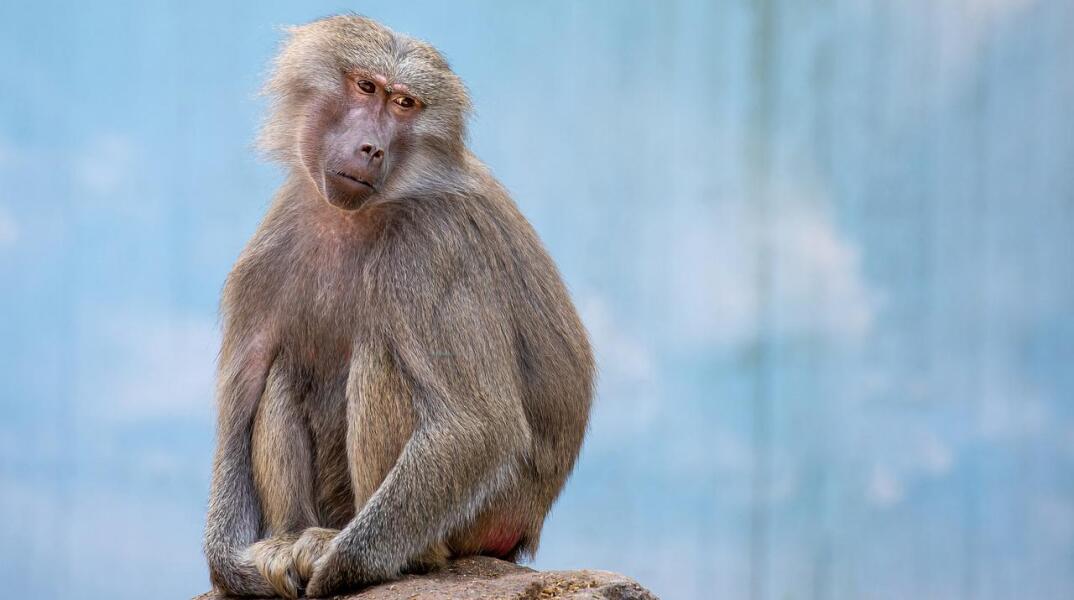 «Ευλογιά των πιθήκων»: Σπάνιο κρούσμα εντοπίστηκε στην Αγγλία- Τα συμπτώματα της ασθένειας  