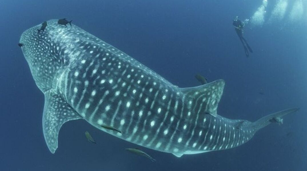 Λύνοντας το μυστήριο του μεγαλειώδους φαλαινοκαρχαρία