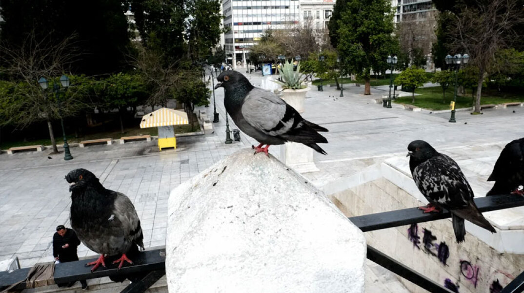 Περιστέρια στο Σύνταγμα