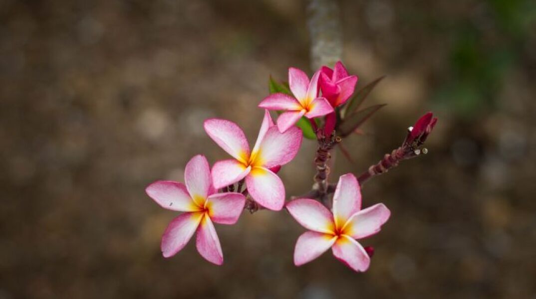 Ανδρόνικος και Ανδρονίκη γιορτάζουν σήμερα 17 Μαΐου