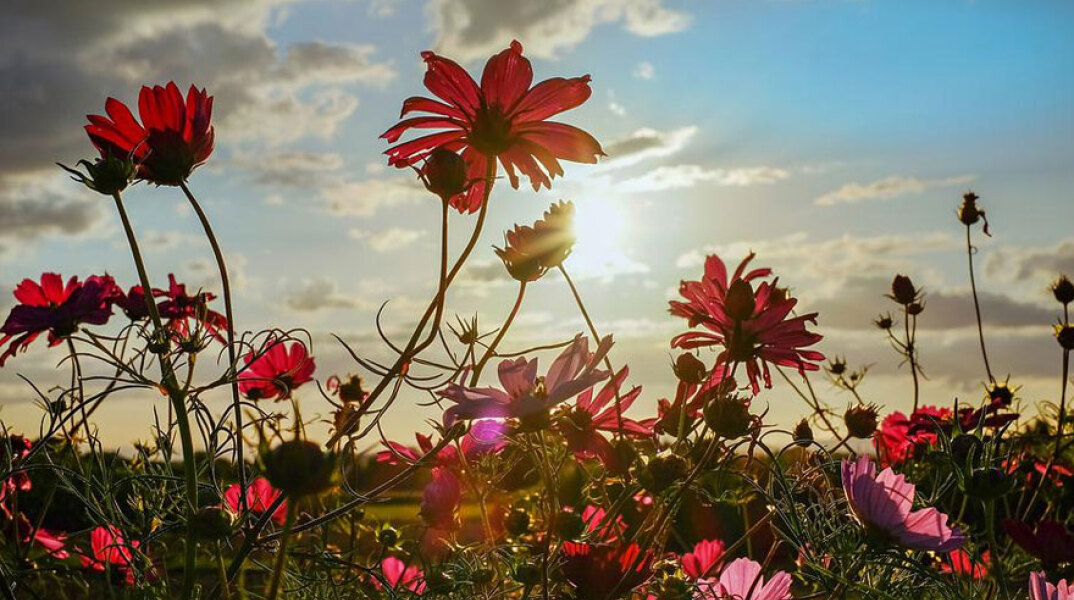 Λιβάδι με λουλούδια