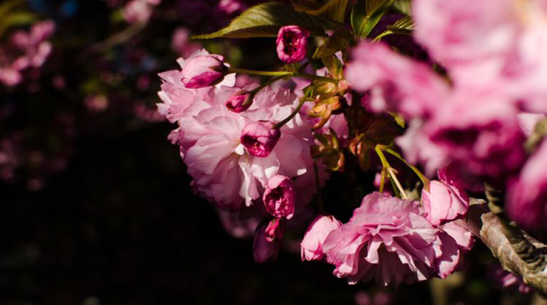 Σύμφωνα με το εορτολόγιο σήμερα 18 Μαΐου γιορτάζουν ο Ιούλιος και η Ιουλία μεταξύ άλλων